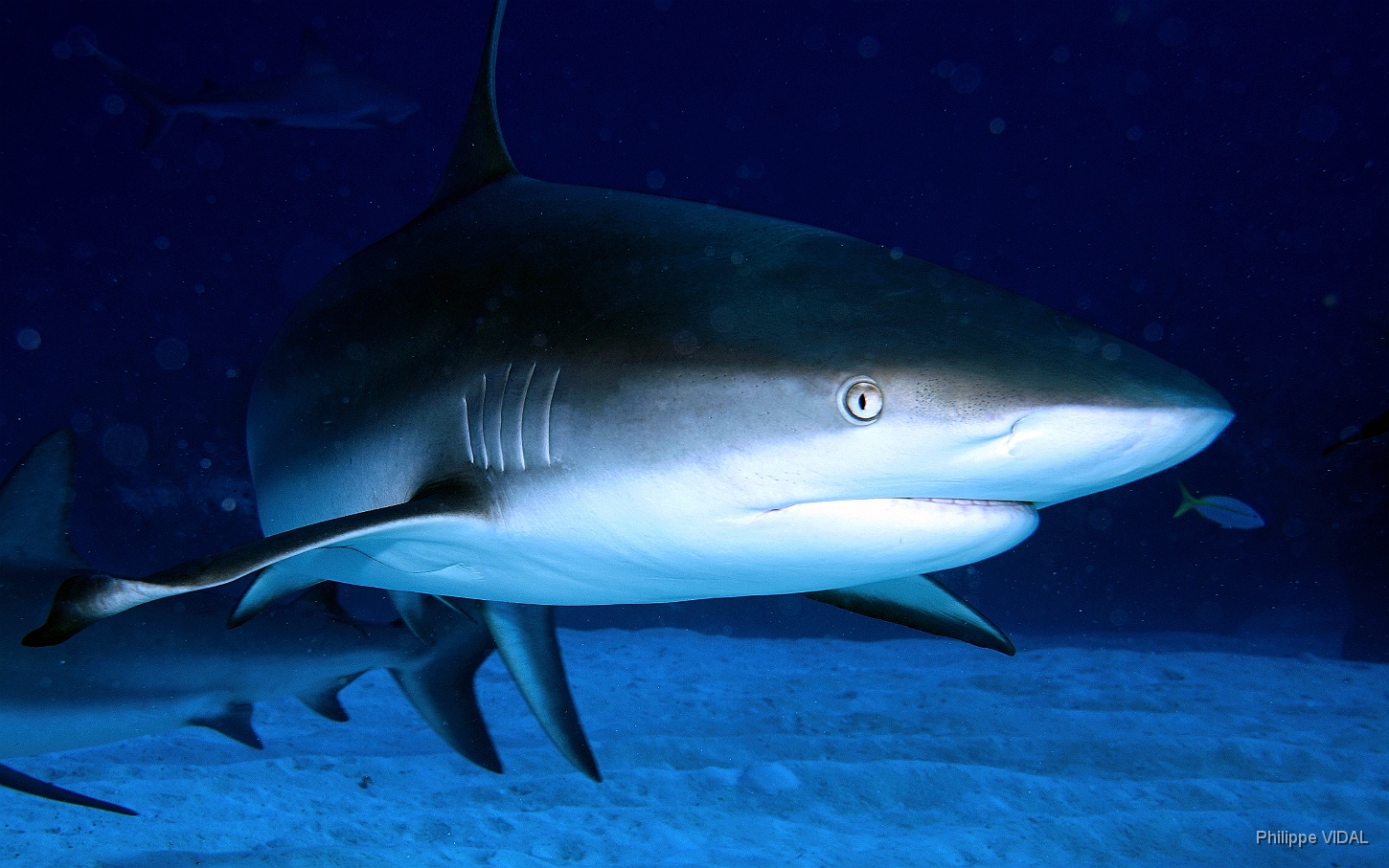 MediaEarth - Bahamas 2017 - DSC02428_rc - Caribbean reef shark - Requin gris des caraibes - Carcharhinus perezi.jpg